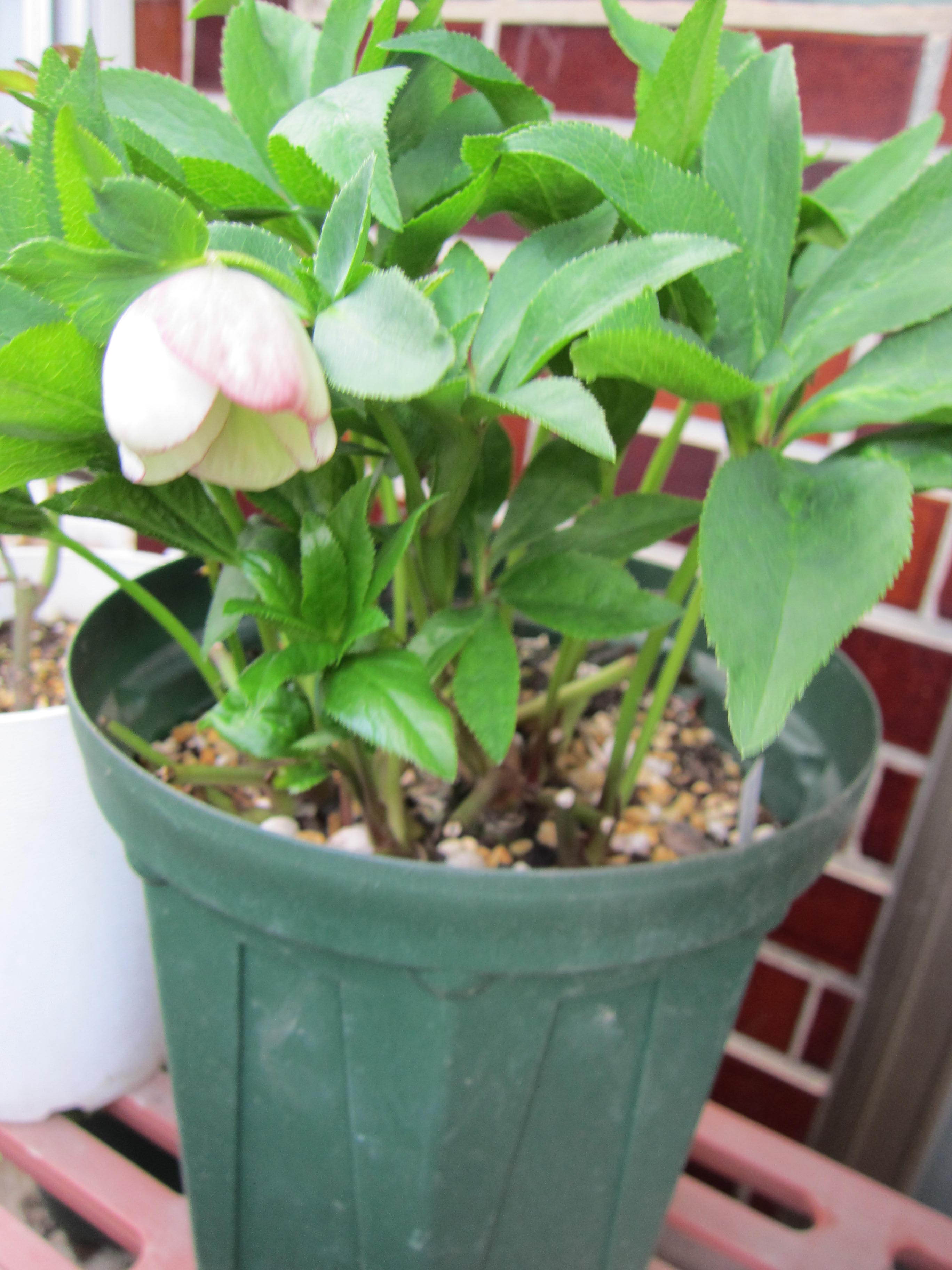 クリスマスローズ (3).JPG