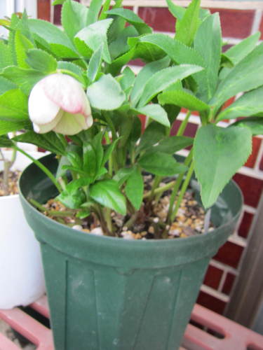 クリスマスローズ (3).JPG