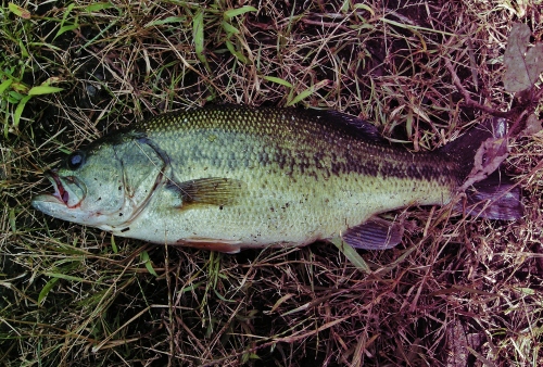 ３０ｃｍ超のブラックバス初釣り.JPG