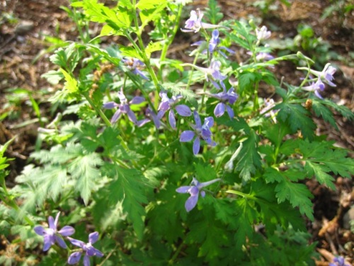 花の形が燕の飛ぶ姿に似ているセリバヒエンソウの花 4月のウォーキングコースの植物 しろうと自然科学者の自然観察日記 楽天ブログ