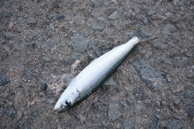 showPhoto (640×426)