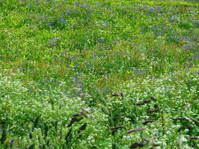 IMG_1554.jpg