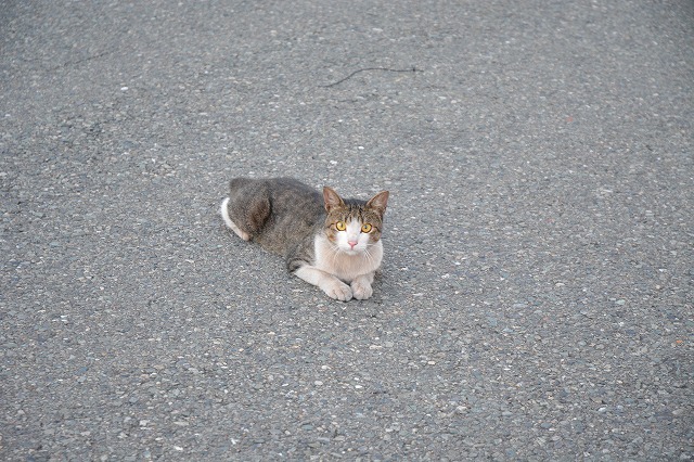 showPhoto (640×426)