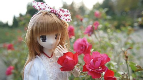 陽菜ちゃんと赤薔薇.jpg