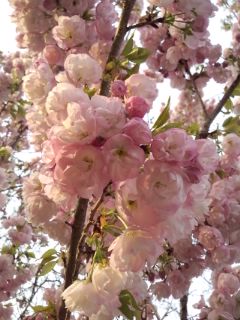 バラのような牡丹桜2012.jpg