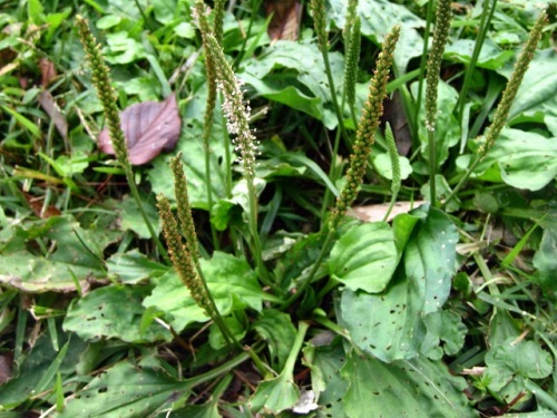 オオバコの花 秋の静岡県富士宮市での自然観察 その6 しろうと自然科学者の自然観察日記 楽天ブログ