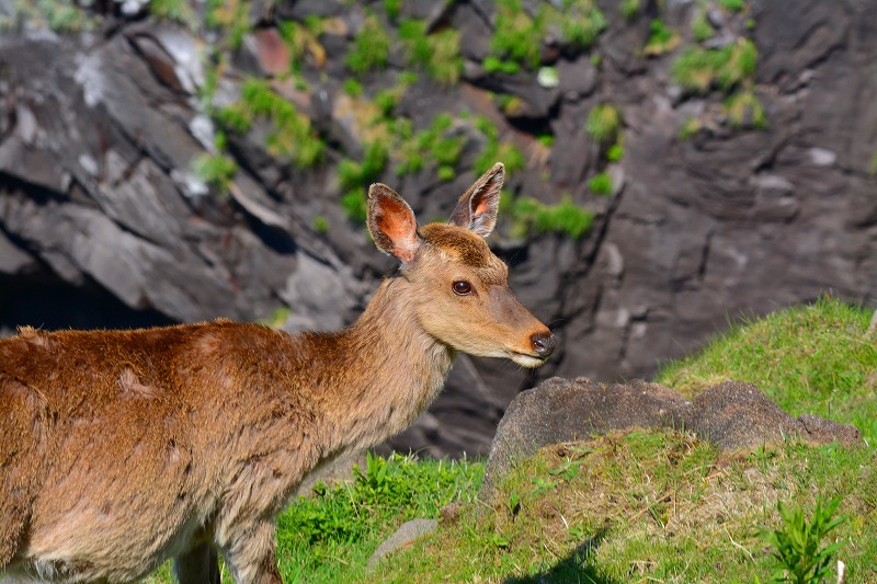DSC_0981.jpg