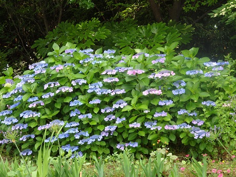 あじさい　　　公園で