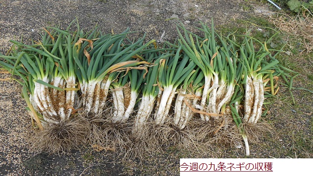 くじょうねぎ.JPG