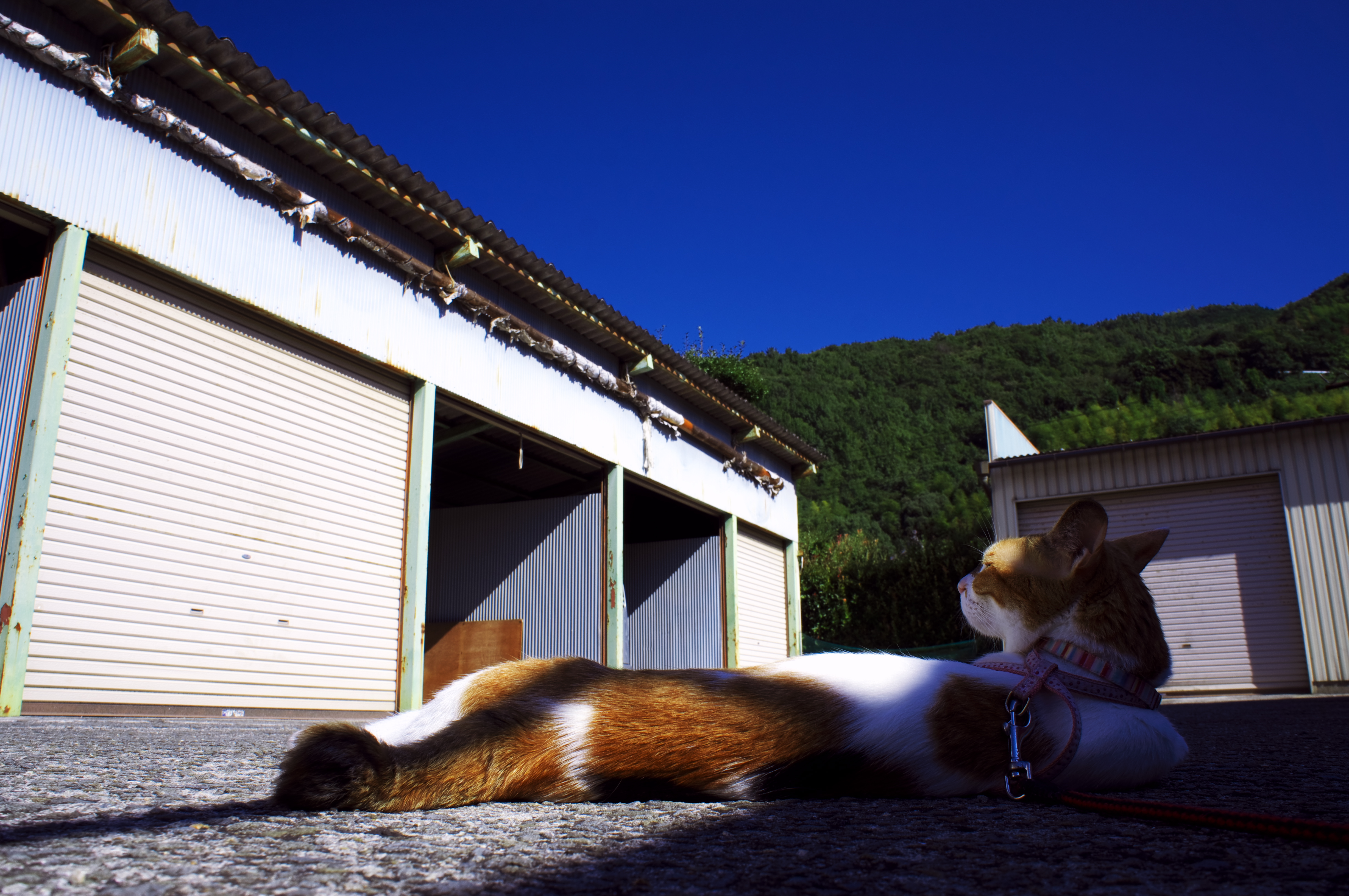 DSC0472018.jpg