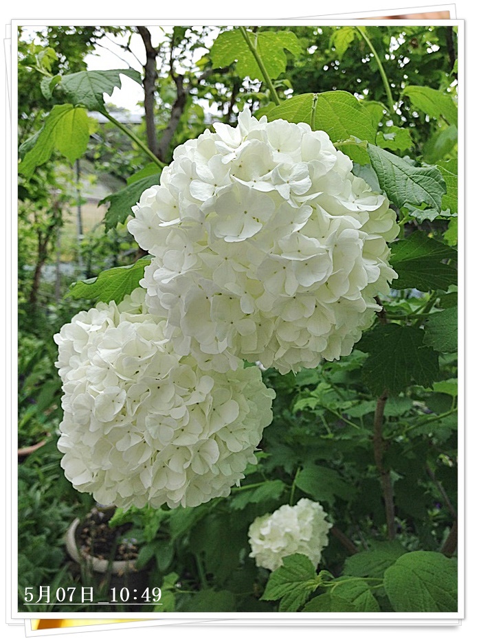 iPhone_2015-05-07_10-49-44.JPG
