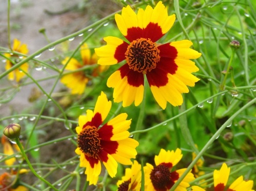 ハルシャギクの花 花の中心が濃紅色で周辺は黄色の蛇の目模様なので 別名は ジャノメソウ 蛇目草 です 新潟市北区での自然観察 その11 最終回 しろうと自然科学者の自然観察日記 楽天ブログ