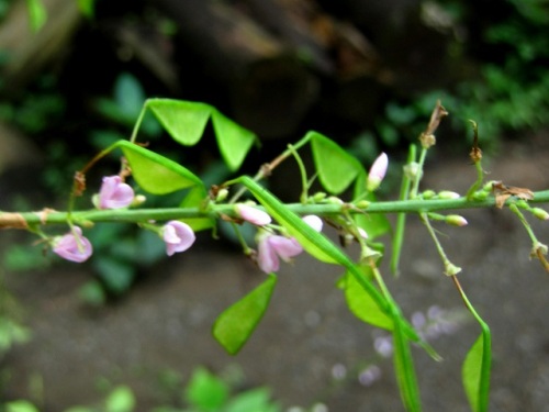 フジカンゾウの花と果実 秋の高尾山での自然観察 その10 しろうと自然科学者の自然観察日記 楽天ブログ