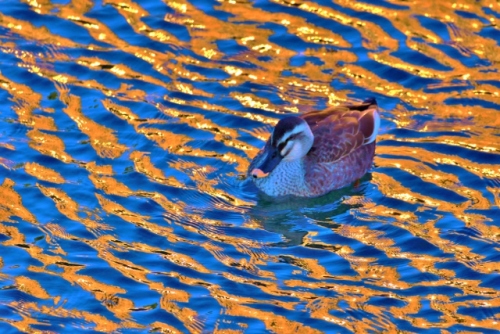 P95A5063 (640x427).jpg