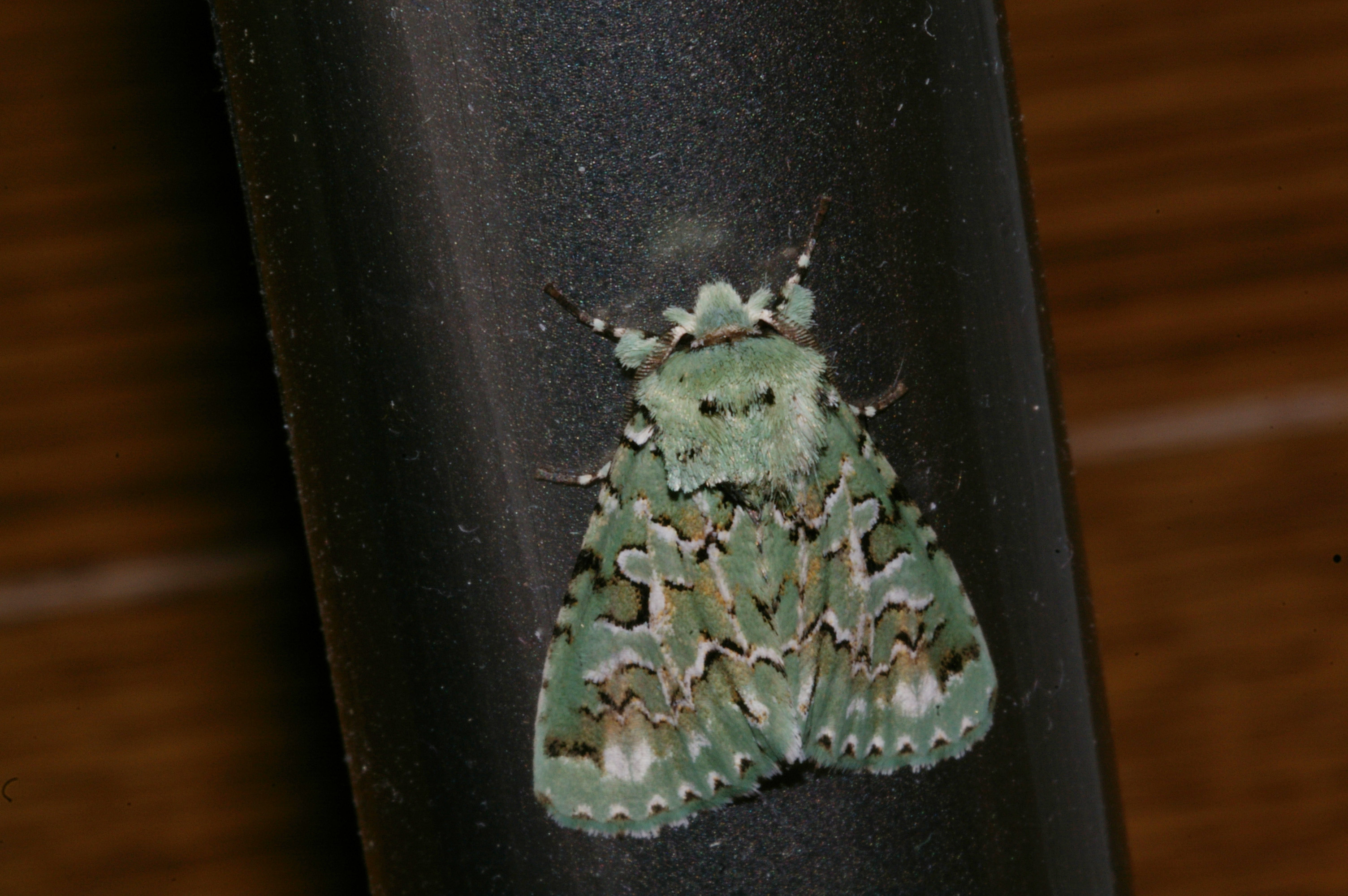 ケンモンミドリキリガ