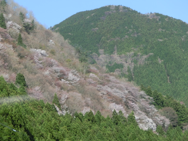 八経ヶ岳・稲村ヶ岳2012 057.JPG