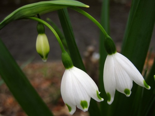 英名で 雪のひとひら 雪片 雪の結晶 という意味のスノーフレークの花 自然観察の振返り 9 ヒガンバナ科の植物 第7回 しろうと自然科学者の自然観察日記 楽天ブログ