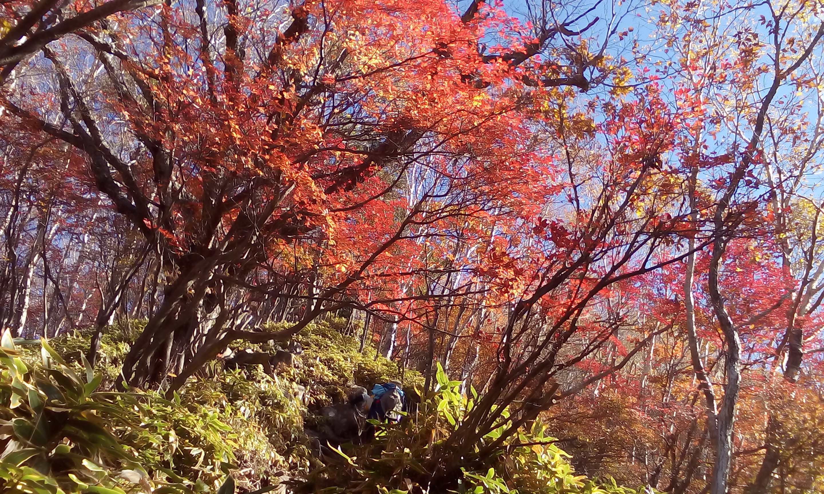 IMG_20151013_094038.jpg