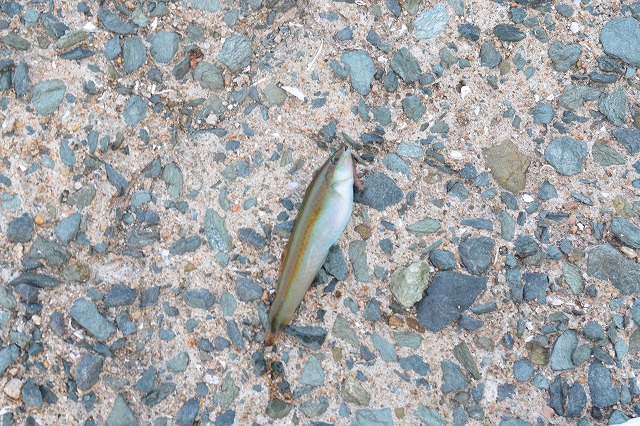 showPhoto (640×426)