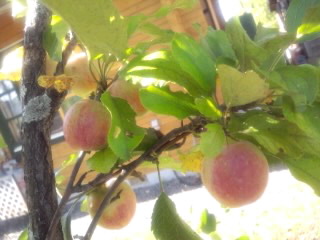 姫リンゴ アップ0001.jpg