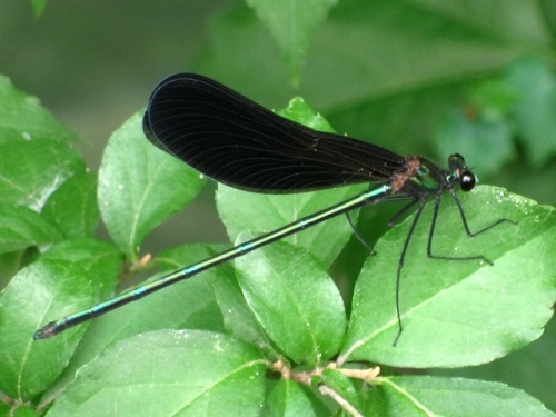 ハグロトンボを見かけました ハグロトンボ 羽黒蜻蛉 は 名前の通りの黒い翅をひらひらさせながら蝶のように飛びます しろうと自然科学者の自然観察日記 楽天ブログ