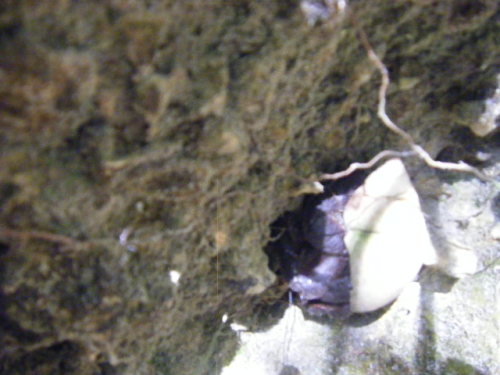 グアム旅行 リナラカルチャーパーク (2).JPG