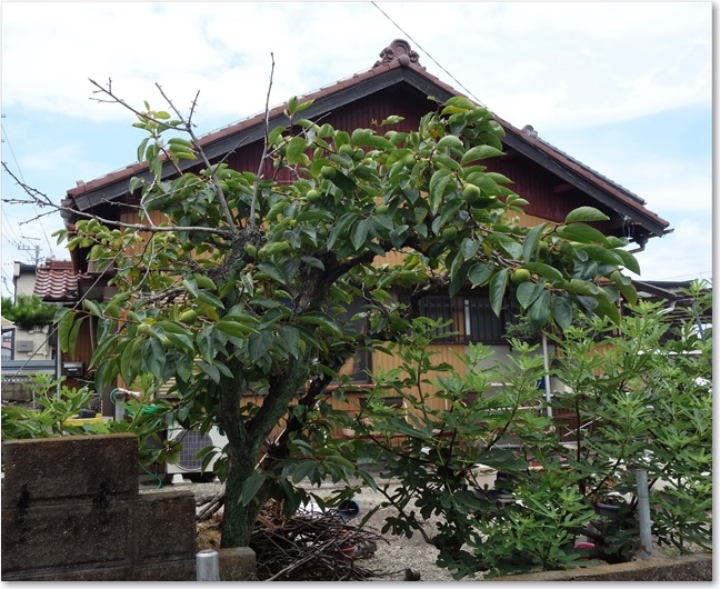 70柿の木のある家