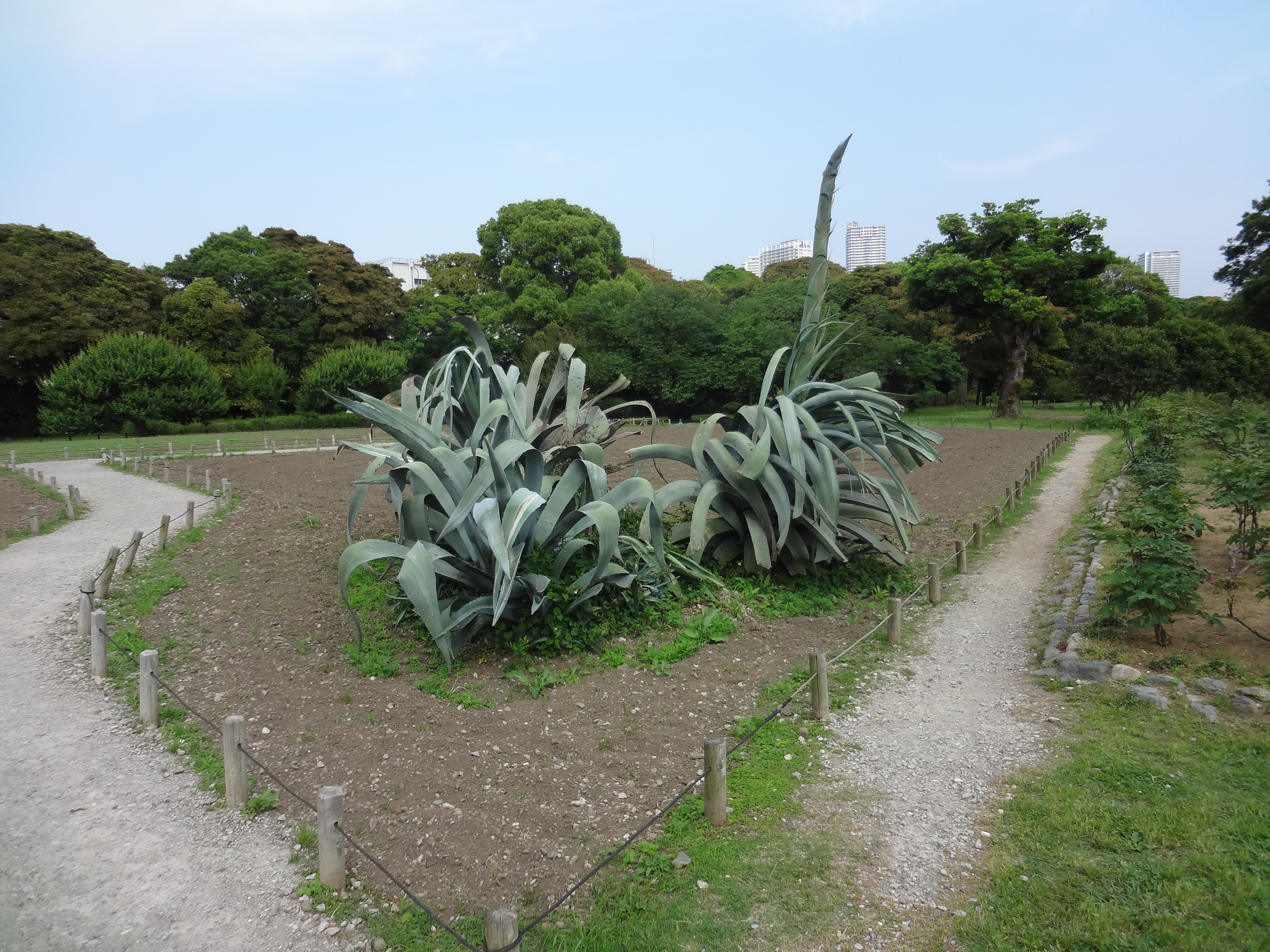 変な植物遠目から.JPG