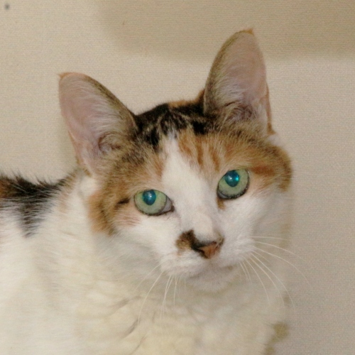 家族紹介用画像フォルダ