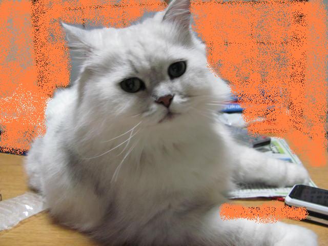 ねえ！ねえ！・・最近どう？元気？.JPG