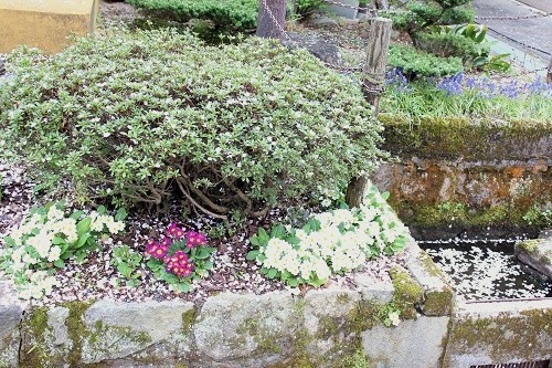 がいせん桜 (11).JPG