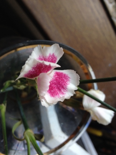 IMG_2917 (480x640).jpg