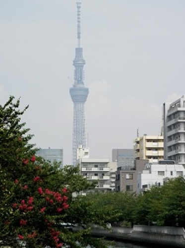 大横川からのスカイツリー２300　11.08.17.jpg