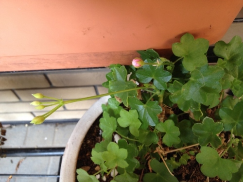 IMG_9300 (640x480).jpg