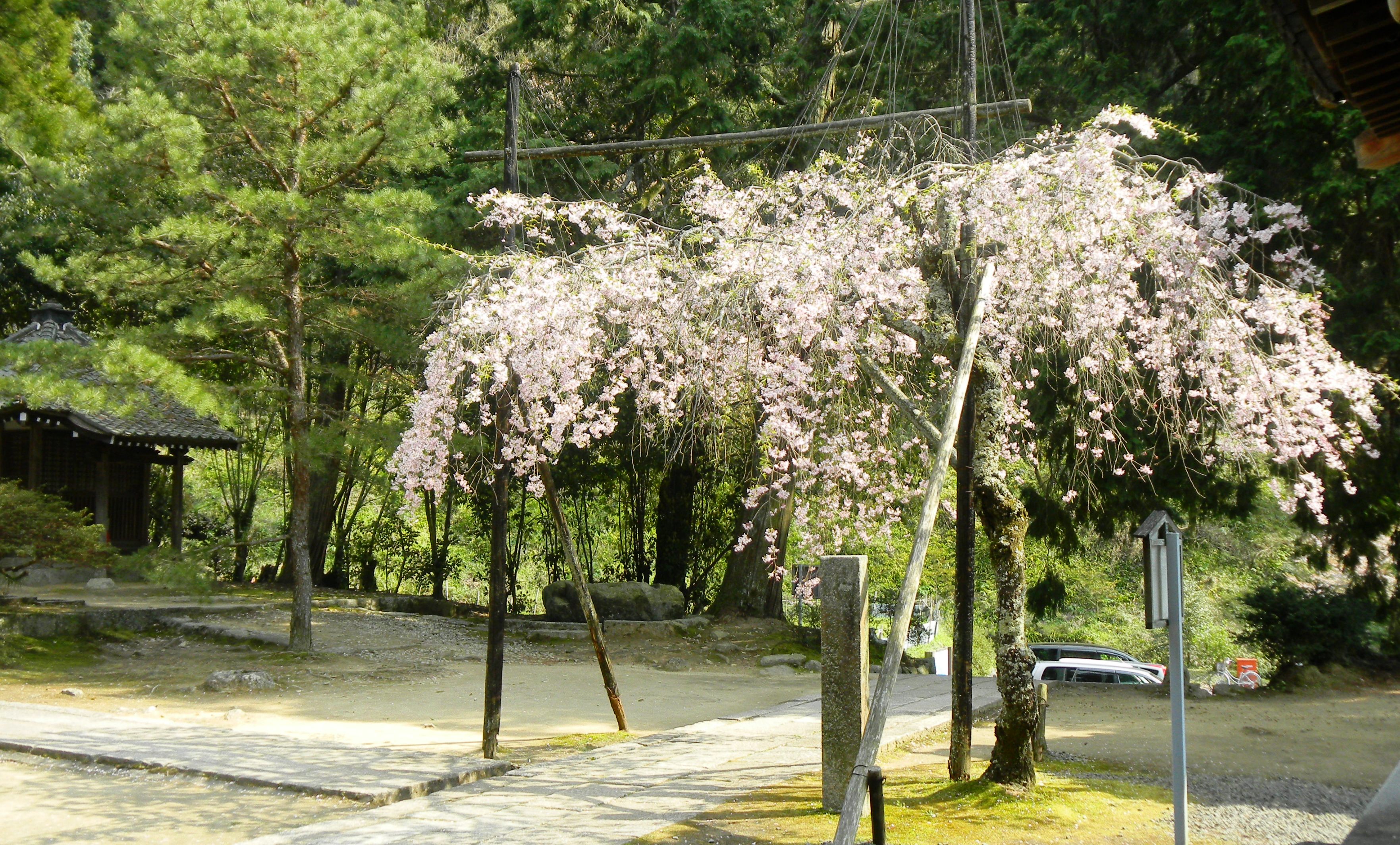 弘川寺・隅屋桜 (2).JPG