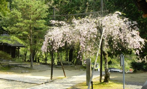弘川寺・隅屋桜 (2).JPG
