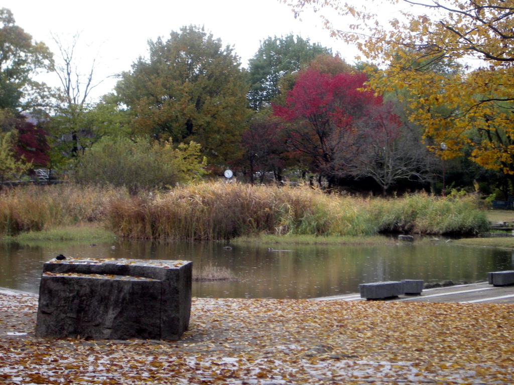 清瀬金山緑地公園２　10.11.23.jpg