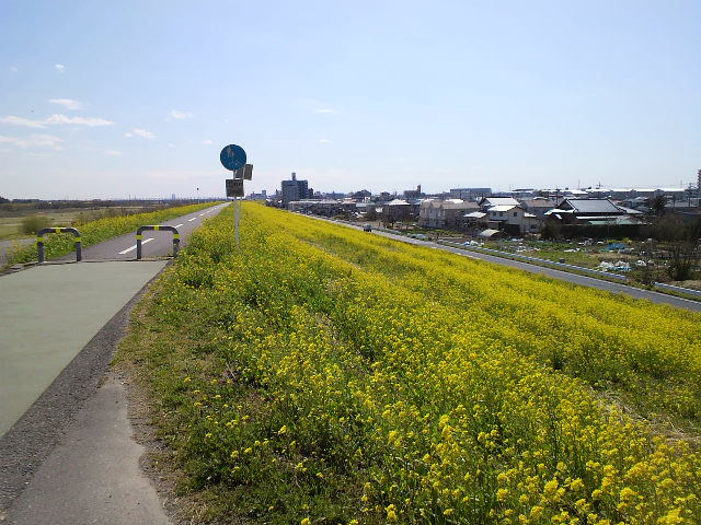 ３月２１日菜の花〜１.jpg