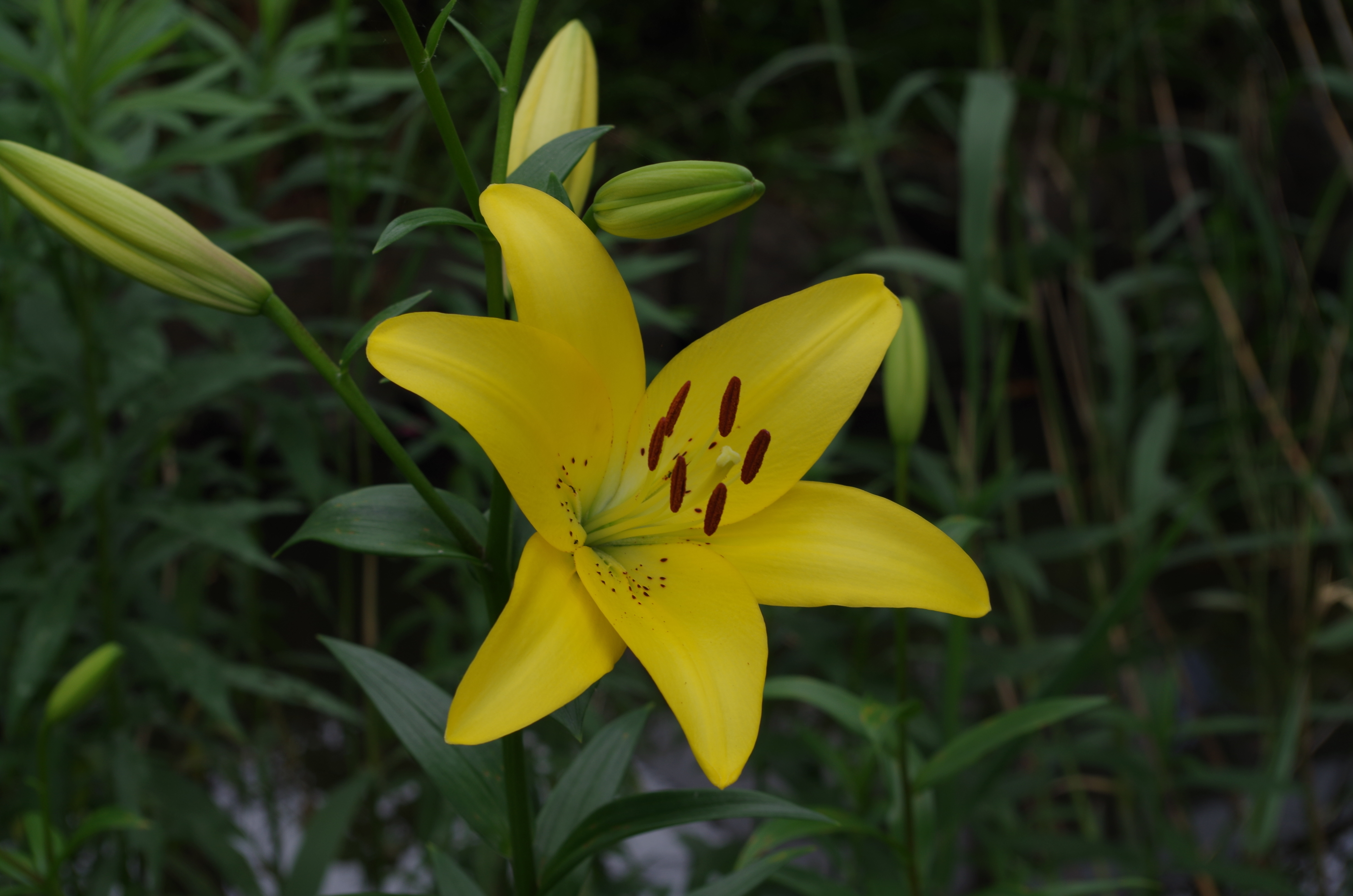 IMGP0034.JPG