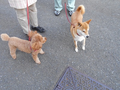 まりも君.jpg