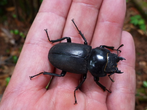 笠ケ岳の生き物201307115.jpg