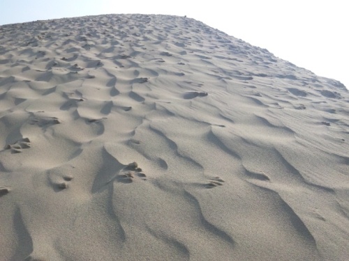 鳥取砂丘の風紋