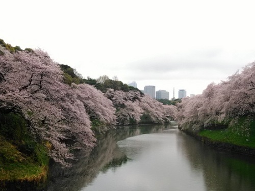 sakura_07.jpg