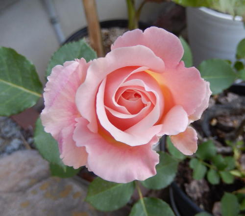 140510-1-8.jpg