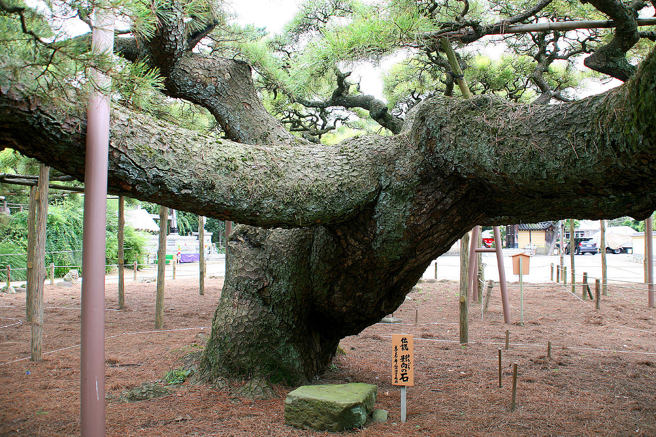 善養寺影向の松　１.jpg