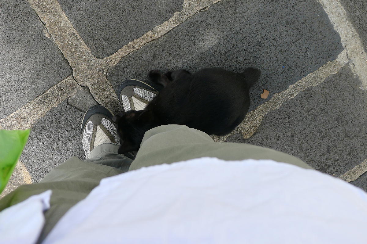 2黒猫が寄ってきた (3).JPG