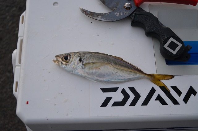 showPhoto (640×426)