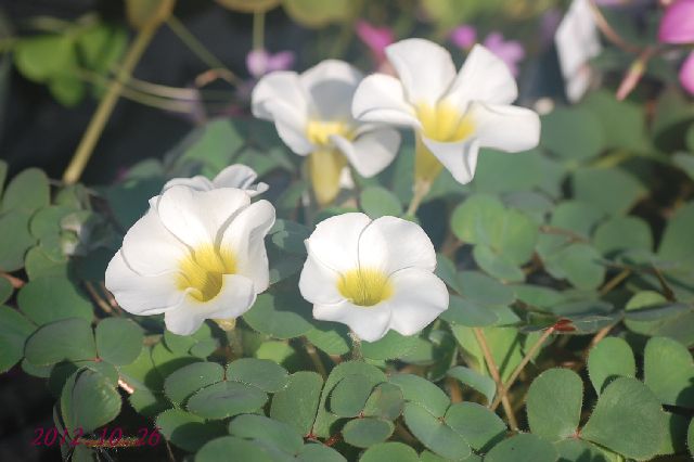 DSC_4252.JPG