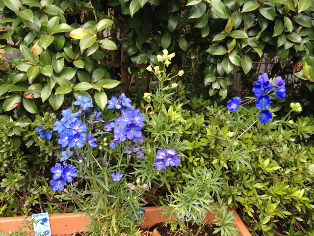 IMG_6959 (640x480).jpg