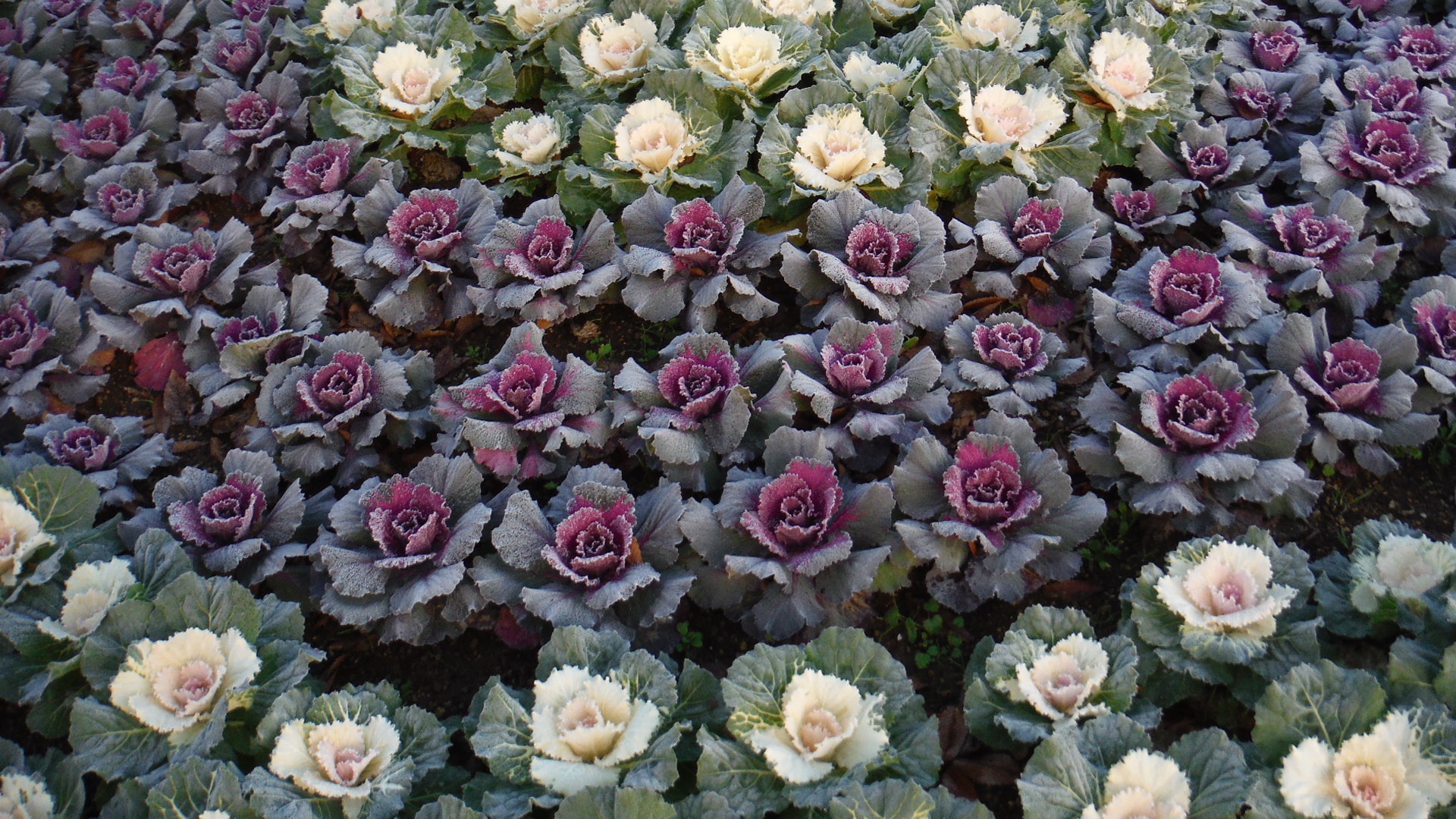 DSCF5749.JPG